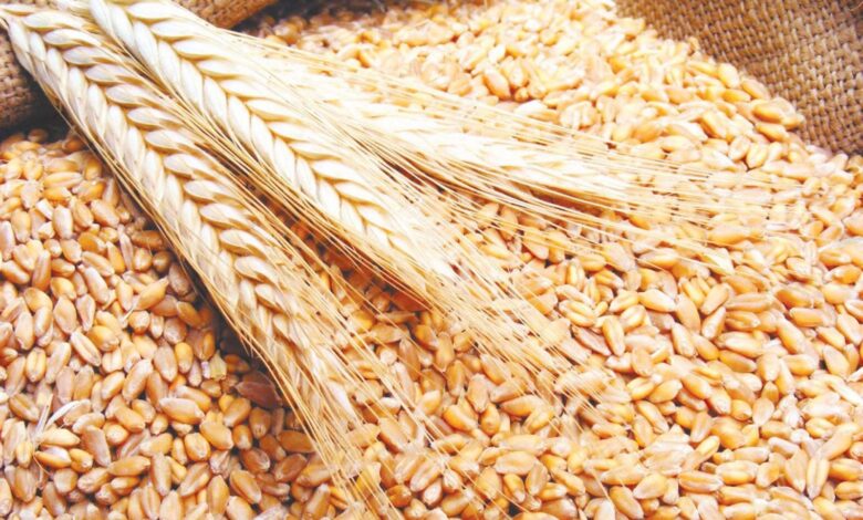 وزارة الزراعة المصرية تتوقع وصول محصول القمح العام الحالي إلى 10 ملايين طن