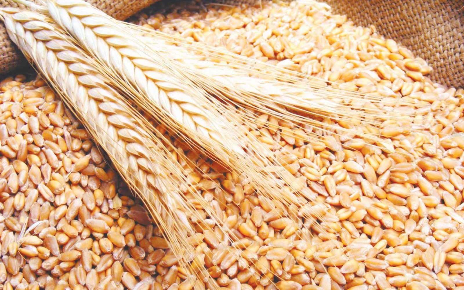 وزارة الزراعة المصرية تتوقع وصول محصول القمح العام الحالي إلى 10 ملايين طن