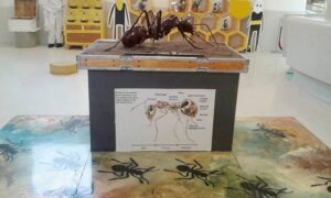 صورة لاحد مجسمات النمل في  متحف كوكب ديسكفري