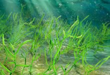 الطحالب والنباتات البحرية للتخسيس