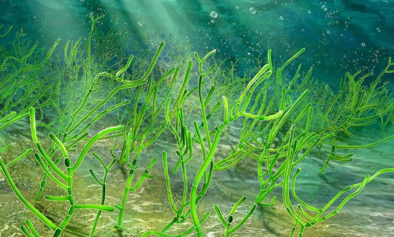 الطحالب والنباتات البحرية للتخسيس