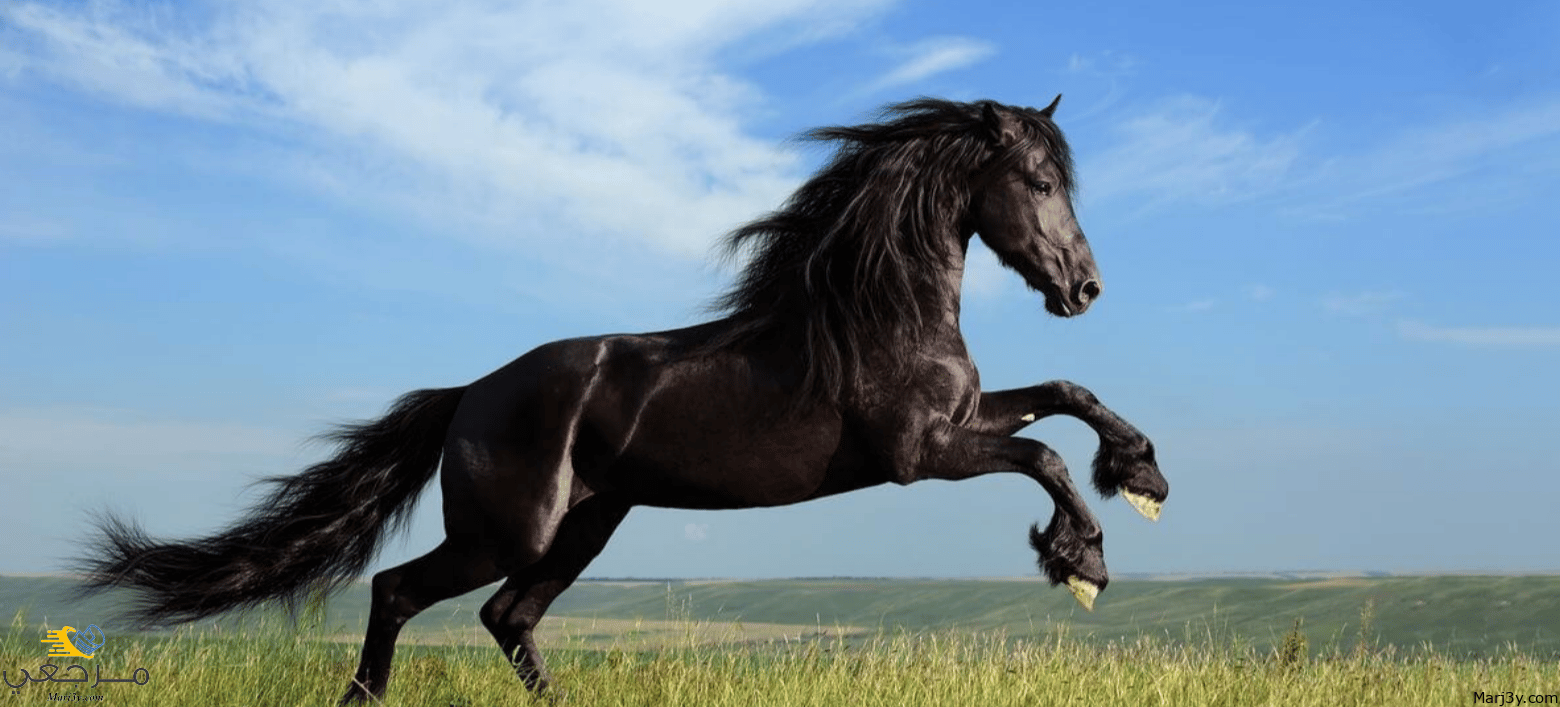 تفسير الحصان في المنام