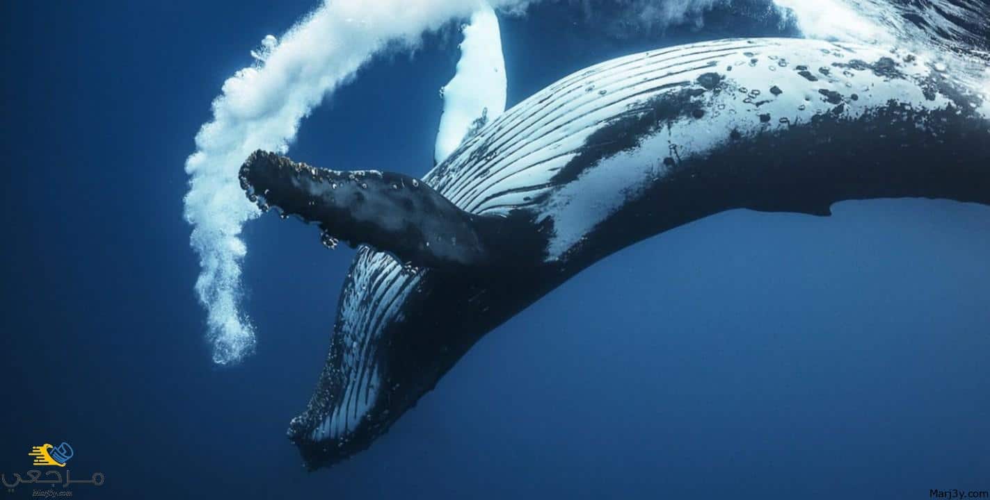 الحوت في الحلم