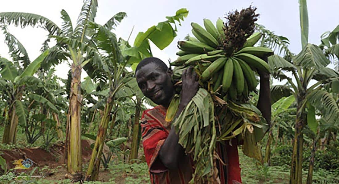 دراسة جدوى زراعة الموز في السودان