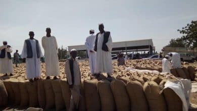دراسة جدوى زراعة القمح في السودان