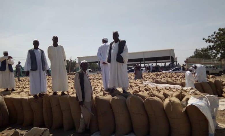 دراسة جدوى زراعة القمح في السودان