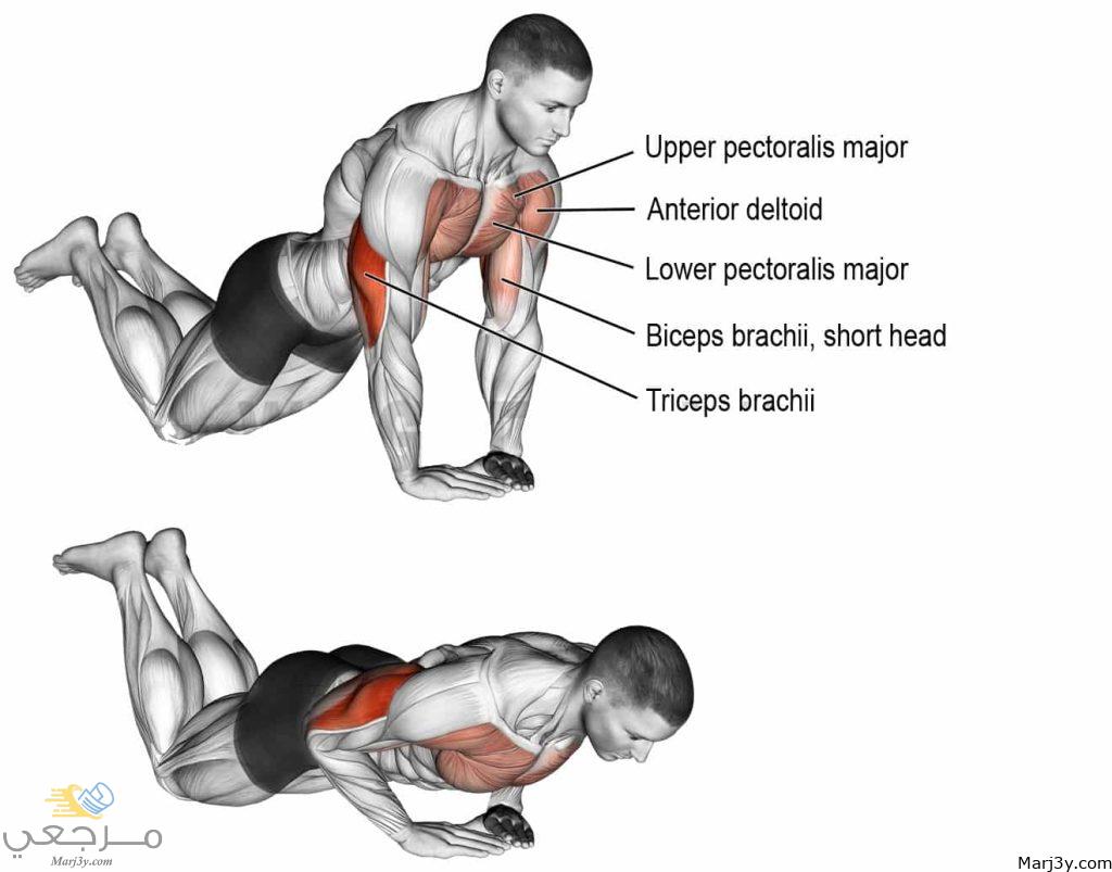 تمرين الضغط على الركبة هو تمرين رائع لأي شخص يتطلع إلى تقوية عضلات الصدر والكتف والعضلات ثلاثية الرؤوس