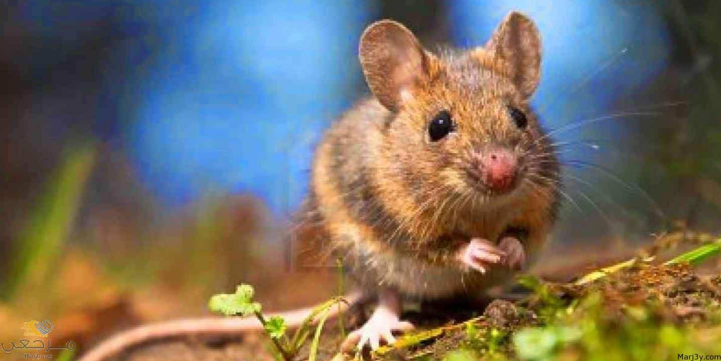 الفأر في المنام للعزباء