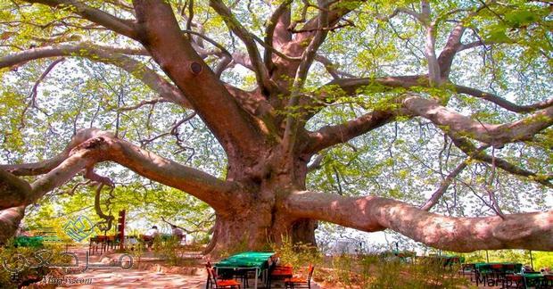شجرة إنكايا التاريخية