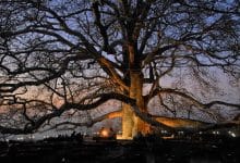 شجرة إنكايا التاريخية