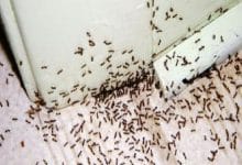 وصفة للتخلص من النمل