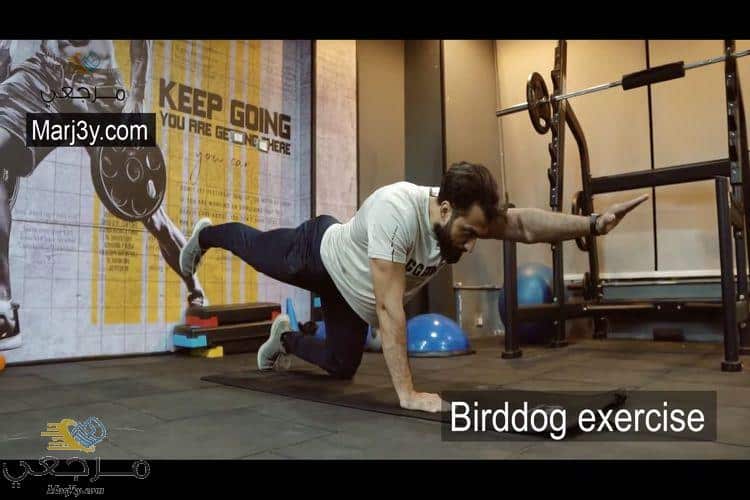 تمرين بيرد دوج Birddog exercise