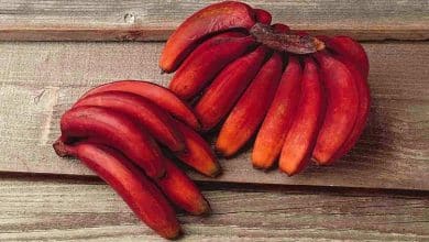 فوائد الموز الأحمر