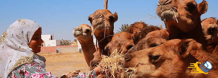 إطعام الابل من طرف فتاة