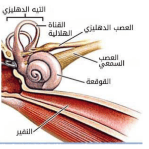  3 طرق لعلاج التهاب الأذن الداخلية وعلاقتها بمشاكل الاتزان