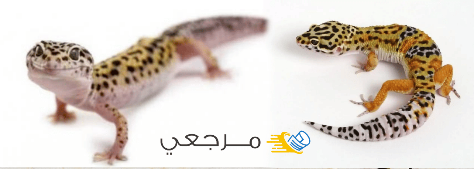 البرص