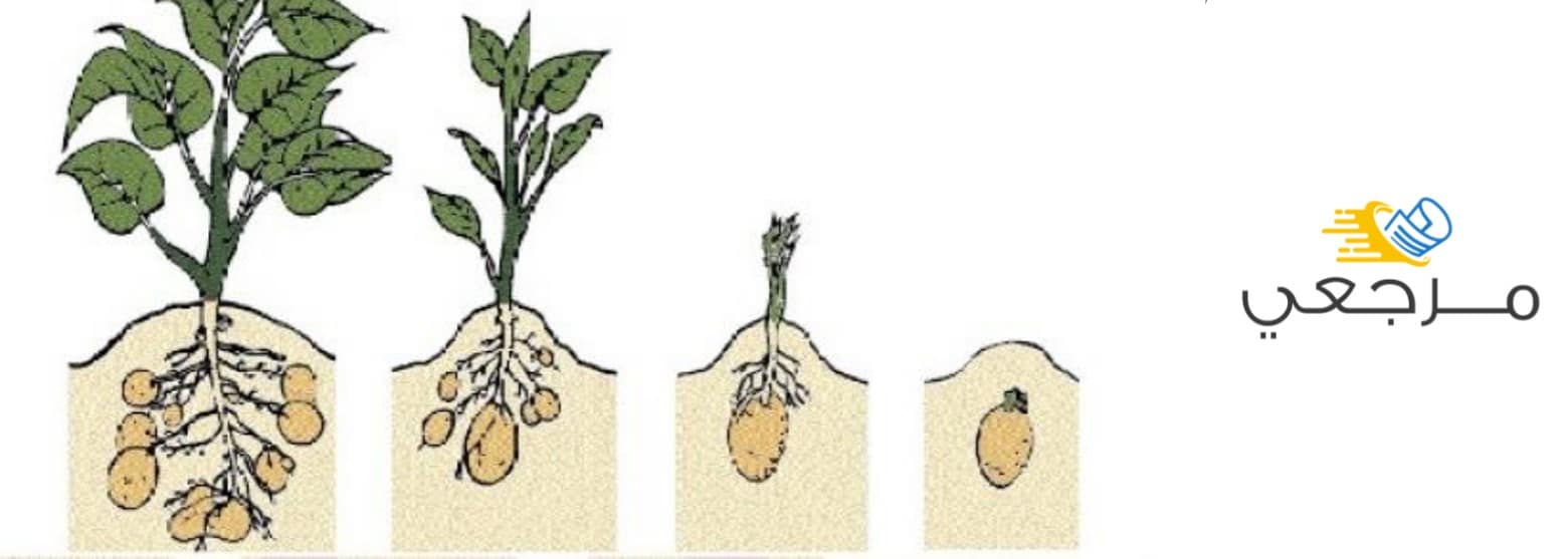 مراحل نمو البذرة