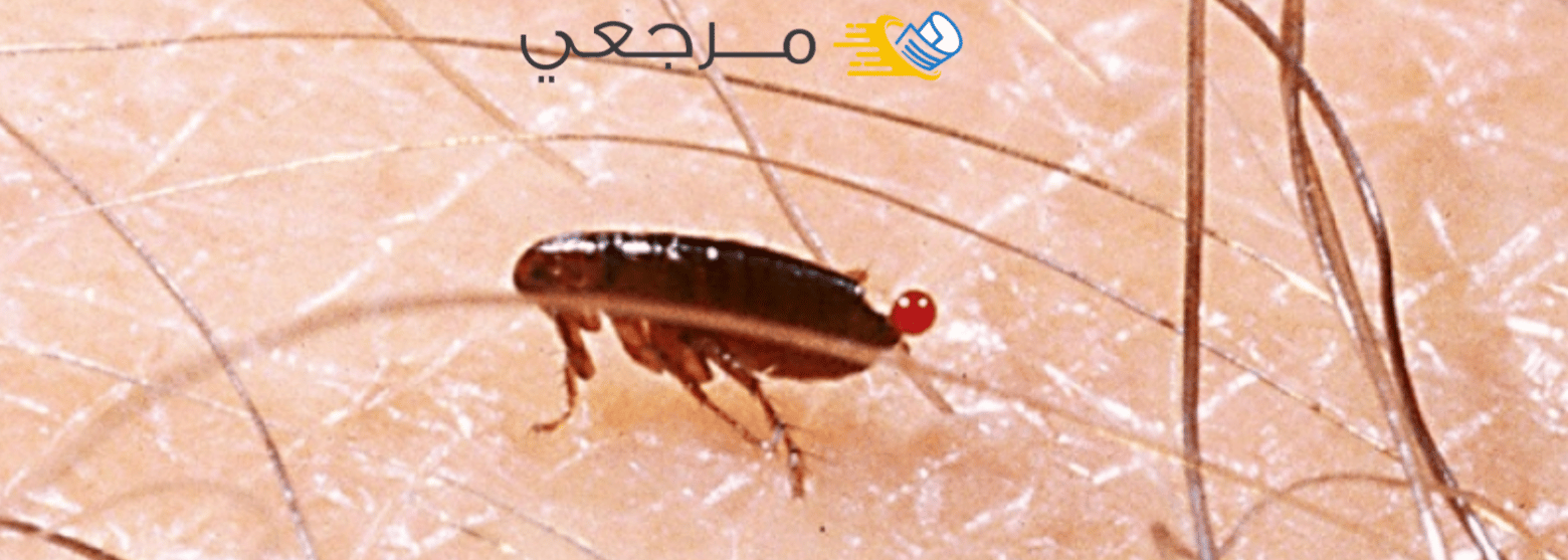 البرغوث 