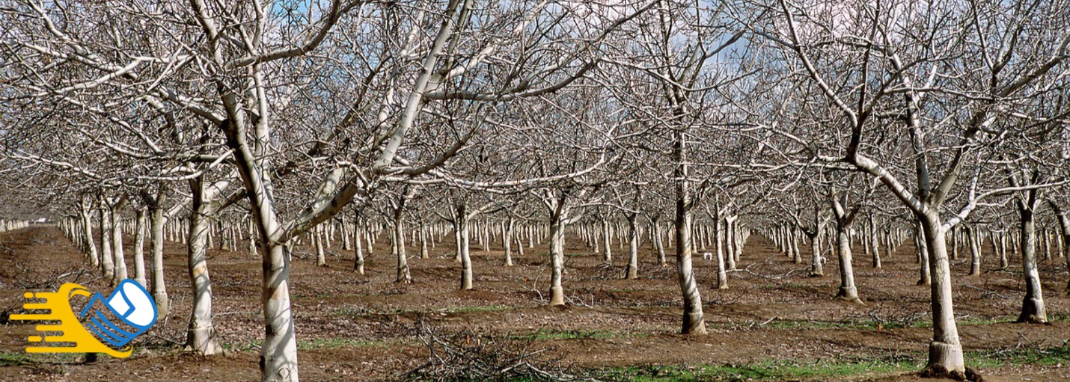 بستان قاحل