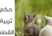 حكم تربية القطط