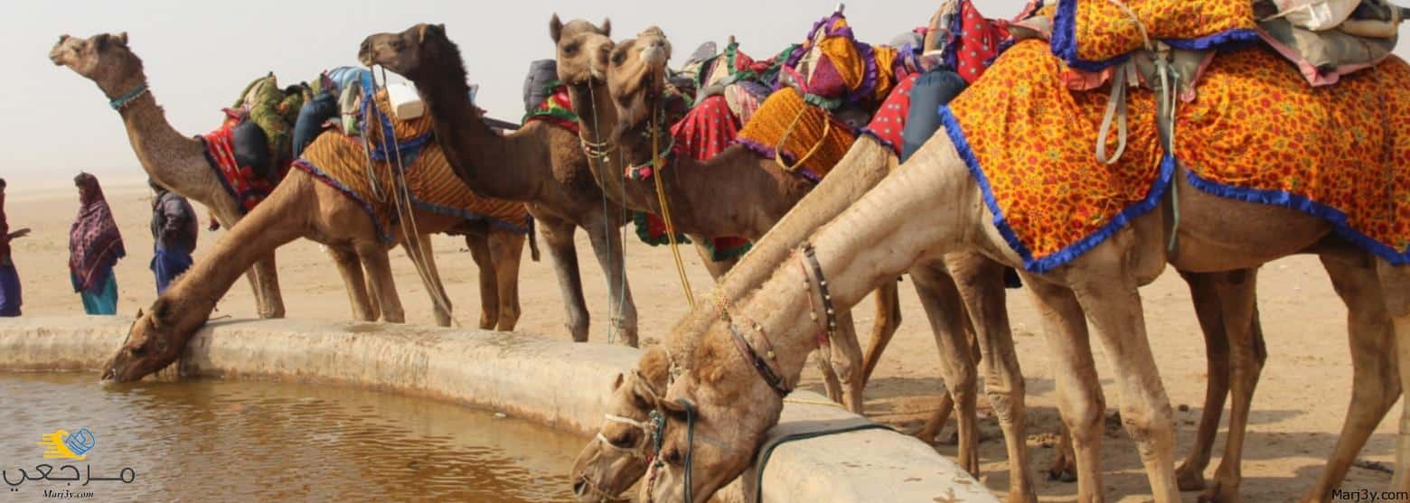 تفسير الجمال في المنام