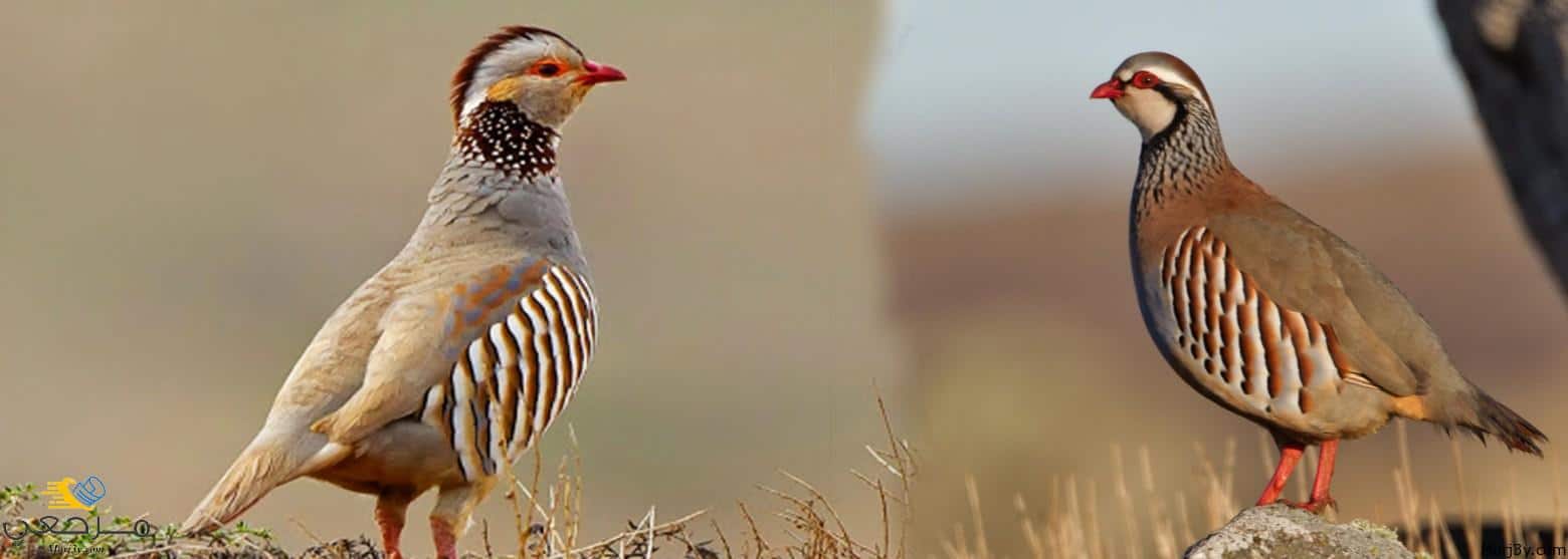 تفسير الحجل في المنام