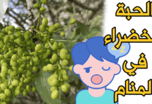 الحبة الخضراء في المنام