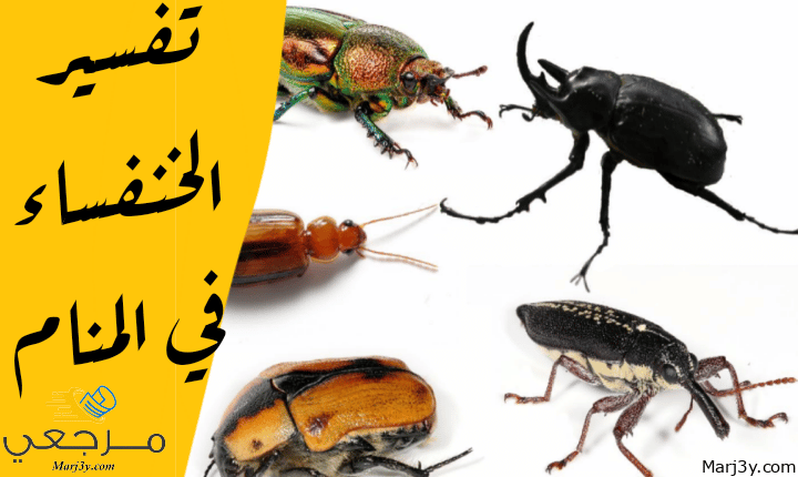 الخنفساء في المنام