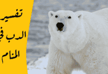 الدب في المنام