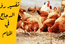 الدجاج في المنام