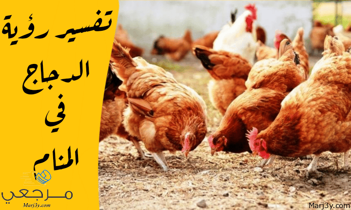 الدجاج في المنام