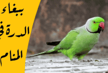 الدرة في المنام