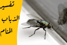 الذباب في المنام