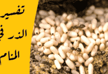 الذر في المنام