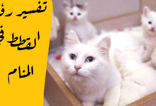 القطط في المنام