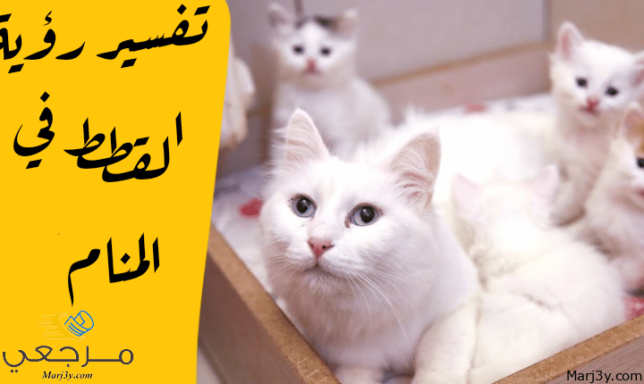 القطط في المنام