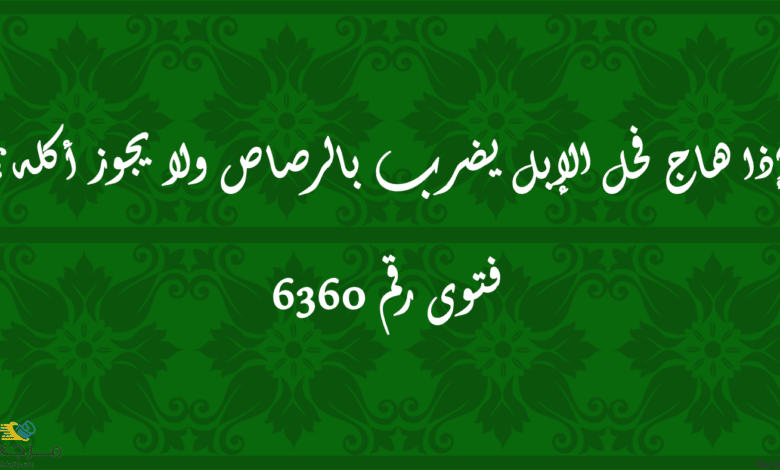 إذا هاج فحل الإبل يضرب بالرصاص ولا يجوز أكله