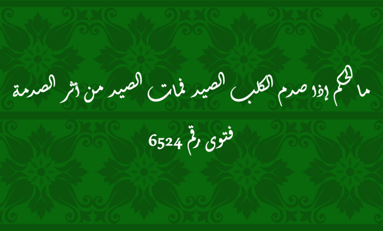 ما الحكم إذا صدم الكلب الصيد فمات الصيد من أثر الصدمة