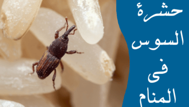 السوس في المنام للعزباء