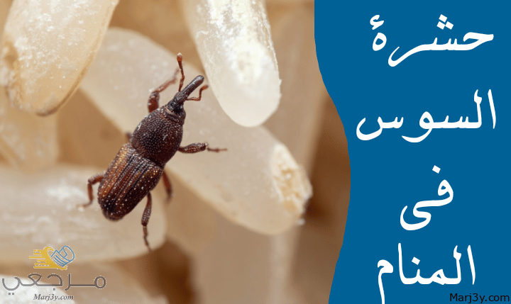 السوس في المنام للعزباء