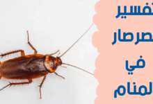 الصرصور في المنام