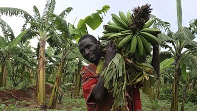 دراسة جدوى زراعة الموز في السودان