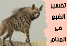 الضبع في المنام