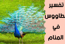 الطاووس في المنام