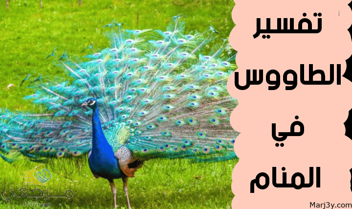 الطاووس في المنام