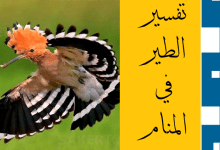 الطير في المنام