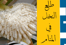 طلع النخل في المنام