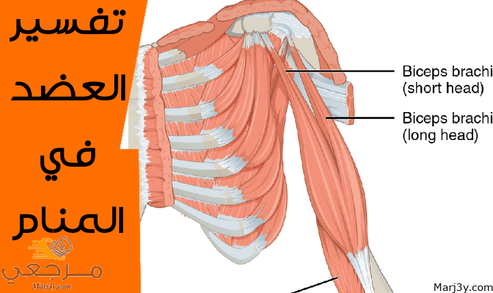 العضد في المنام