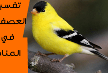 العصفور في المنام