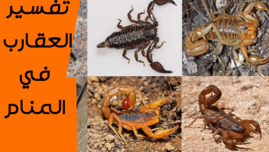 العقارب في المنام